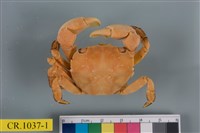 藏品(肉球近方蟹)的圖片